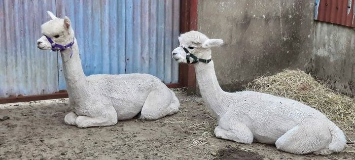 Alpaca