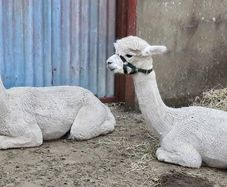 Alpaca