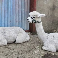 Alpaca