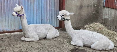 Alpaca