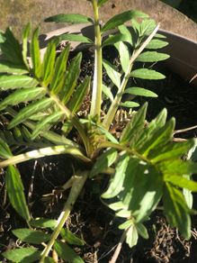 Valerian perennial medicinal plant that cats love
