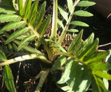 Valerian perennial medicinal plant that cats love