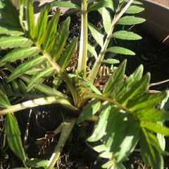 Valerian perennial medicinal plant that cats love