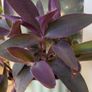 House plants Image 4