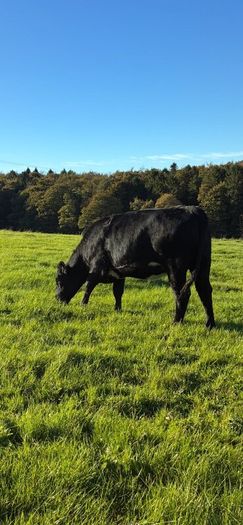 Heifers