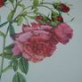 Vintage 1940  P J Redoute botanical rose Rosier Image 8