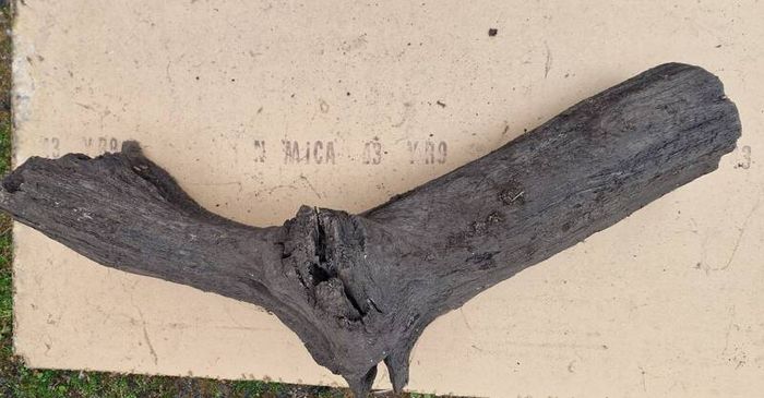 Collection of 4 Ancient Irish Bog Oak Pieces