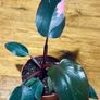 Philodendron Pink Princess in 12cm pot and 25cm in height Image 2