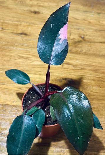 Philodendron Pink Princess in 12cm pot and 25cm in height