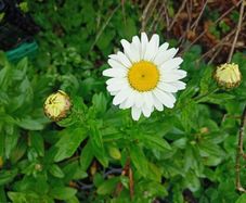 Daisy plants