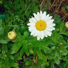 Daisy plants
