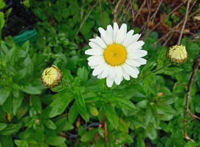 Daisy plants