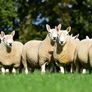 North Country Cheviot Rams Image 3