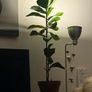 Mature Ficus Bambino (Dwarf Fiddle Leaf Fig) in Terracotta Pot with Saucer Image 4