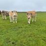 Organic Charolais breeding heifers Image 5