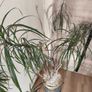 Large  plant fir sale Image 4