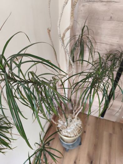 Large  plant fir sale