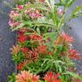 Buddlia Butterfly Bush Image 2