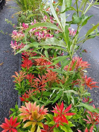 Buddlia Butterfly Bush