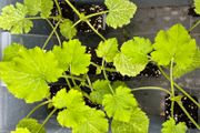 Courgette Plants