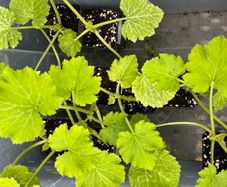 Courgette Plants