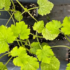 Courgette Plants