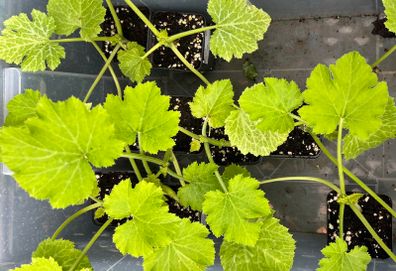 Courgette Plants