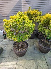 Barrel Planter