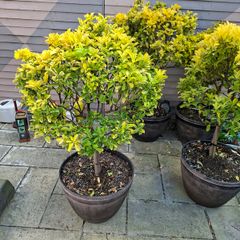 Barrel Planter