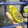 Budgie Image 2