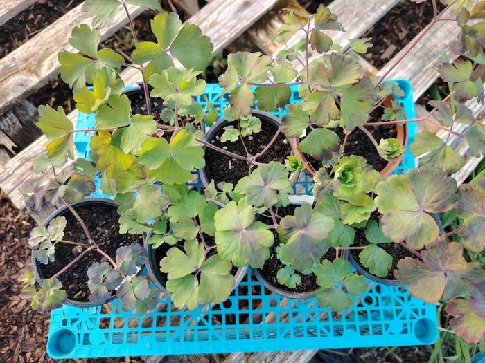 Aquilegia Seeds / Aquilegia Plants