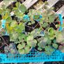 Aquilegia Seeds / Aquilegia Plants Image 6