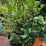 Bay laurel Image 2