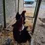 Fertile Hatching Eggs Image 7