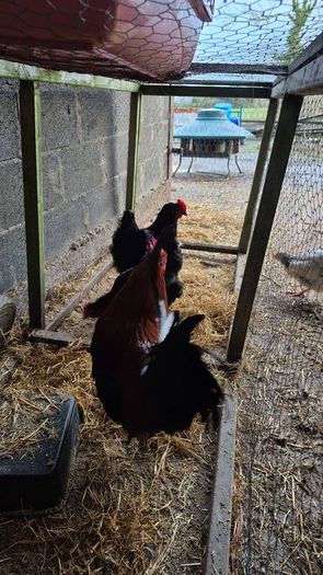 Fertile Hatching Eggs