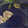 Snowdrops Image 5