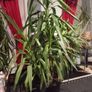 yucca large houseplant Image 2