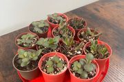 Mini jade plant succulent house plant