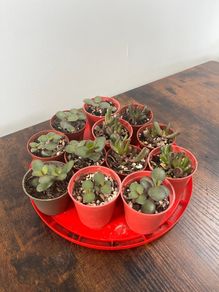 Mini jade plant succulent house plant