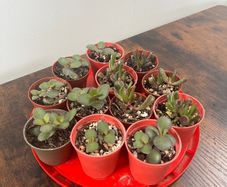 Mini jade plant succulent house plant