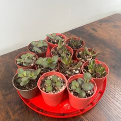 Mini jade plant succulent house plant