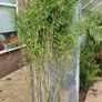 Bamboos plants.  delivery available Image 3
