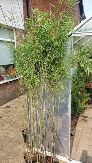 Bamboos plants for Evergreen Privacy hedge.