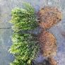 Box Hedging Image 2