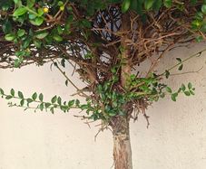 5ft trees