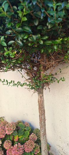 5ft trees