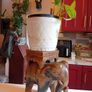 Vintage hardwood elephant plant stand Image 5