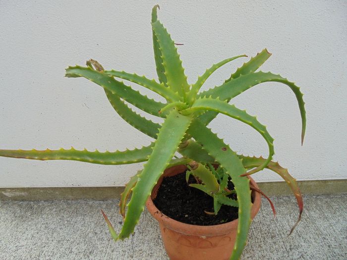Aloe Plant For Sale in Carrigaline, Cork from malas