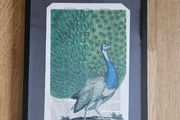 Peacock picture