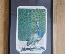 Peacock picture